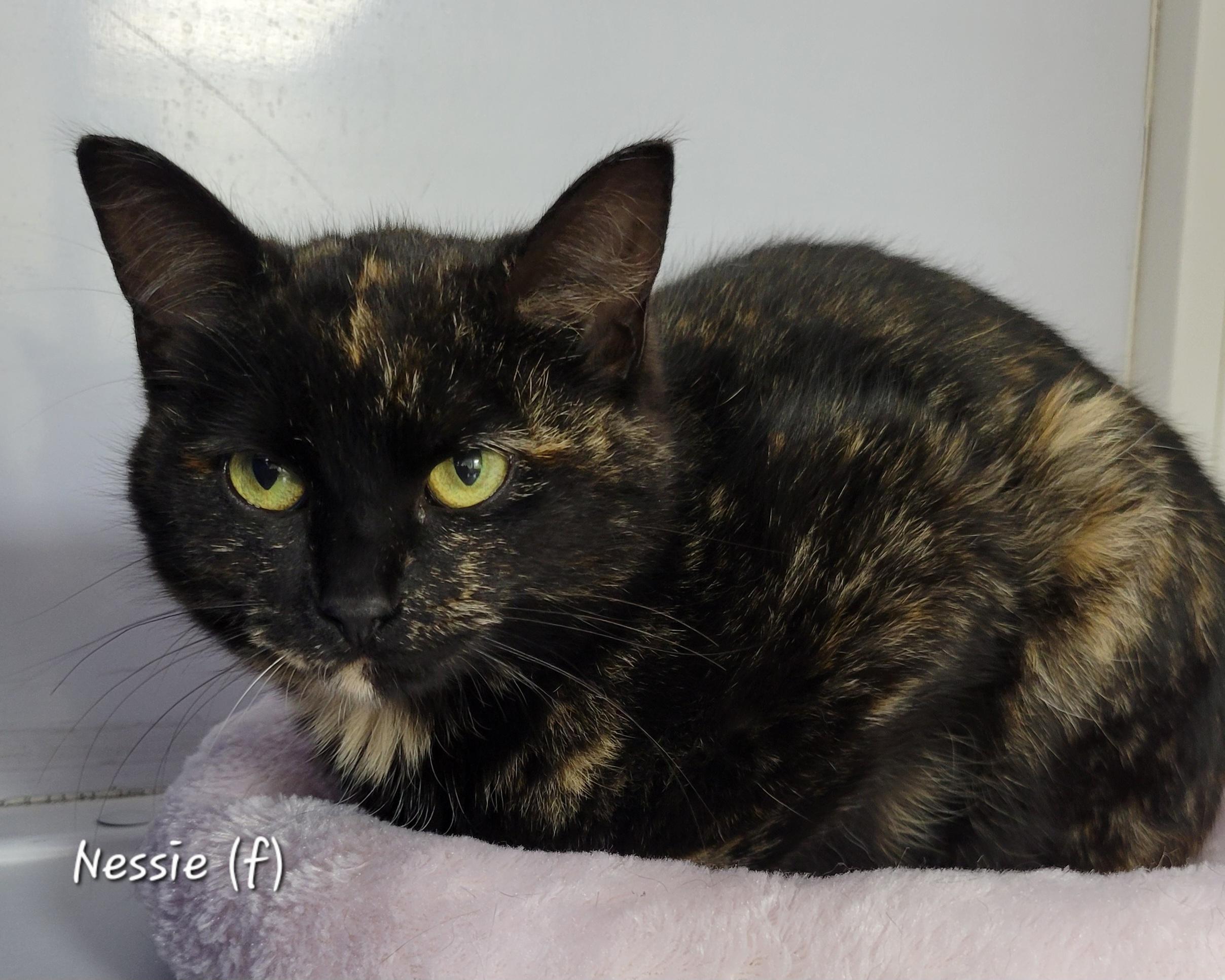 Nessie, Adoptable, Young Female Domestic Short Hair.
