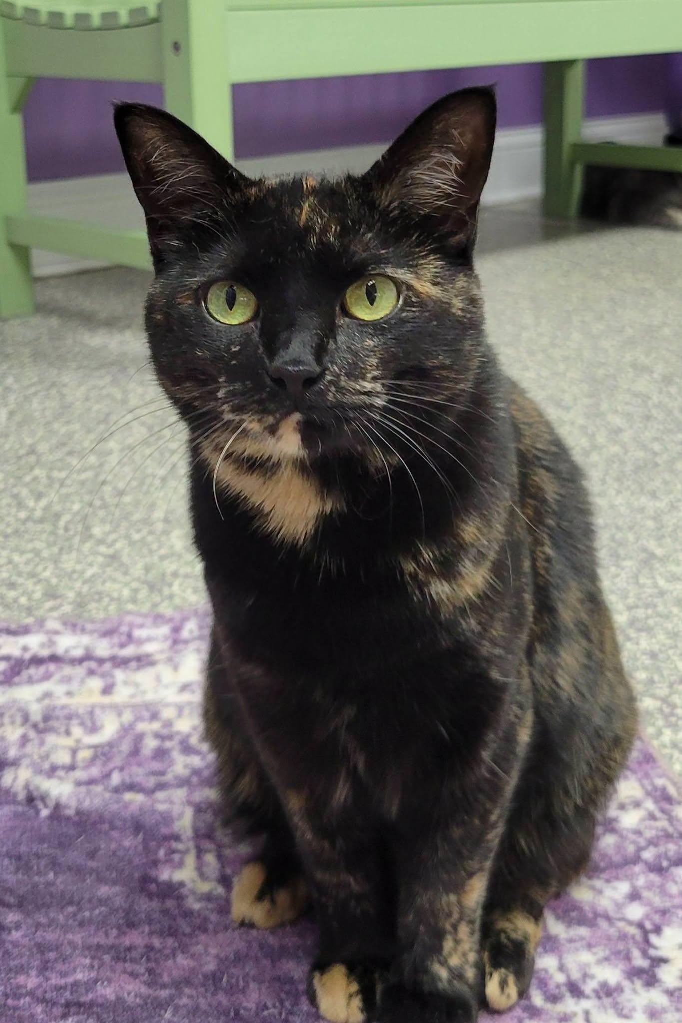 Nessie, Adoptable, Young Female Domestic Short Hair.