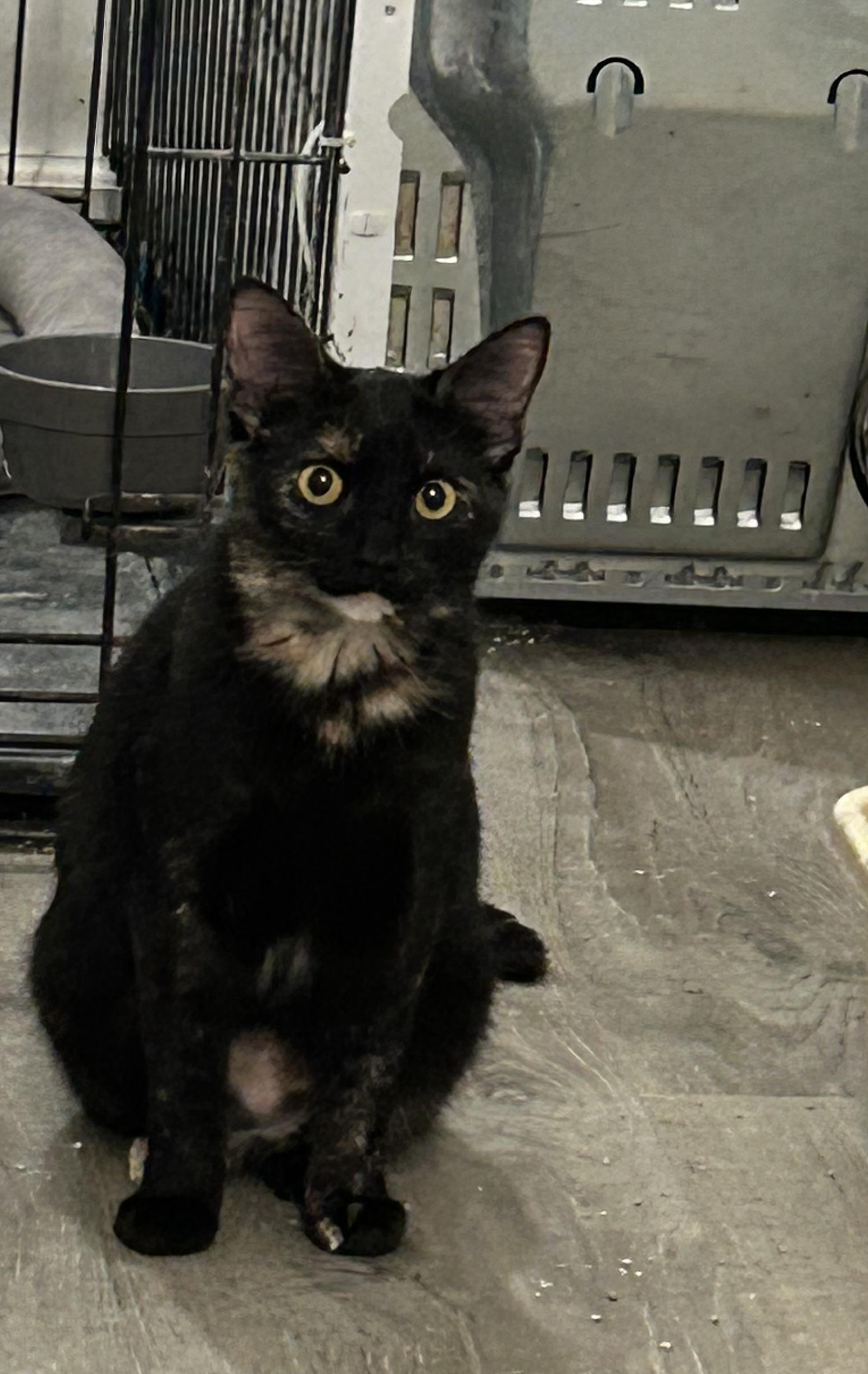 Enlarge Quinn, a ADOPTABLE Tortoiseshell in Frederick, MD image 2/3