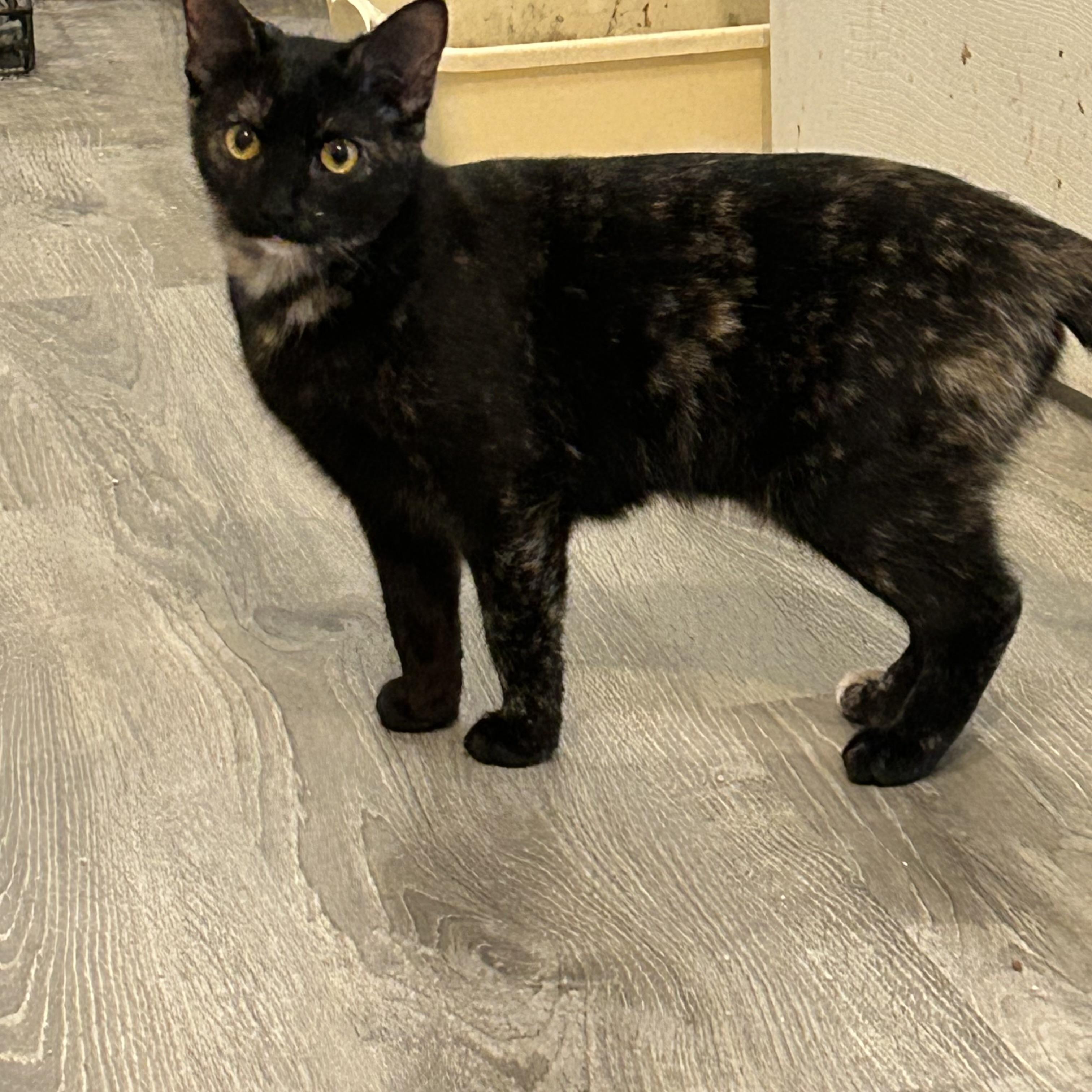 Enlarge Quinn, a ADOPTABLE Tortoiseshell in Frederick, MD image 3/3