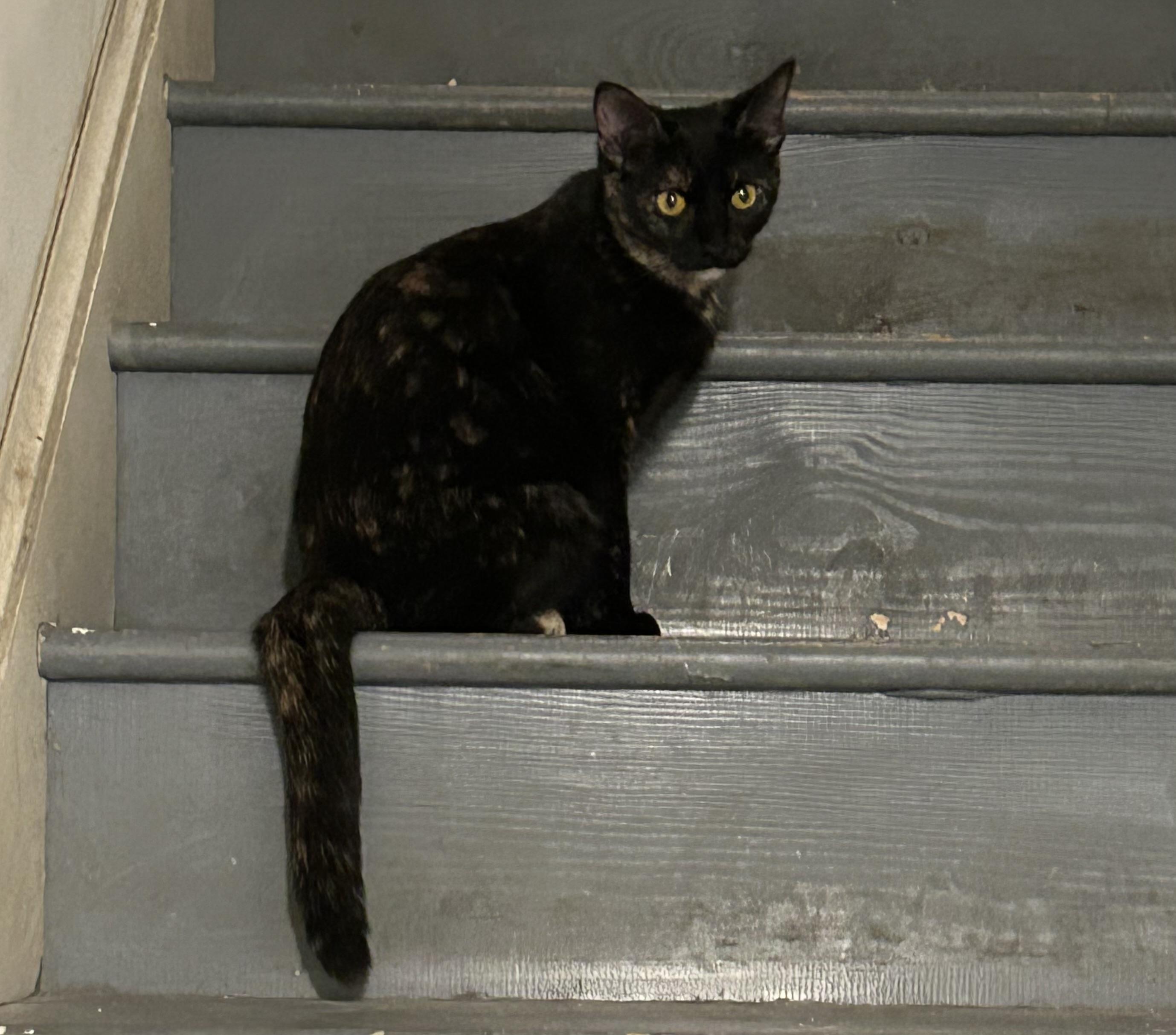 Quinn, ADOPTABLE, Kitten Female Tortoiseshell.