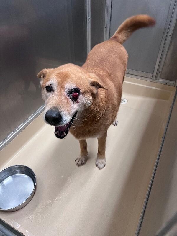 Forest, Adoptable, Adult Male Golden Retriever & Mixed Breed.