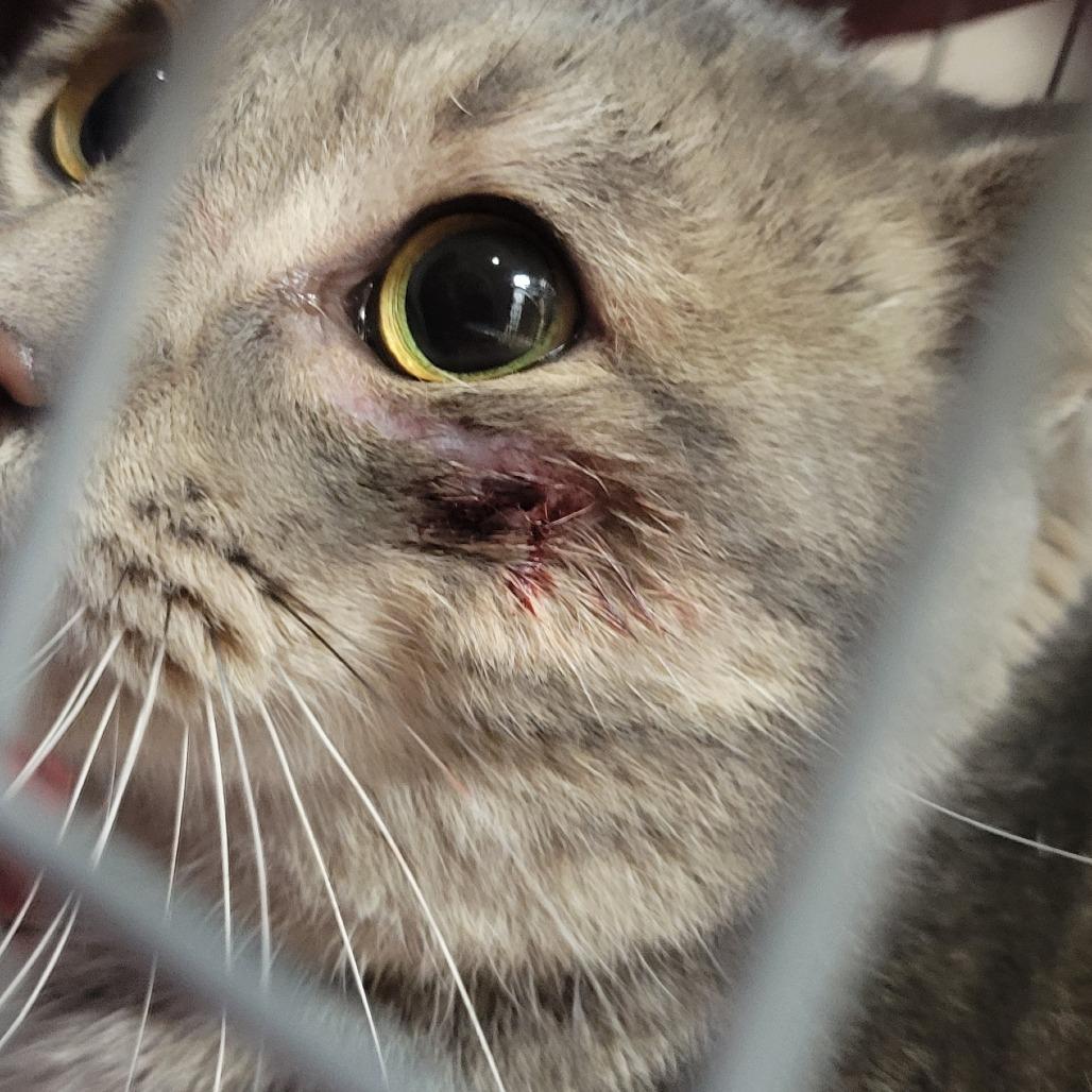 Bad Bunny — thumbnail 2