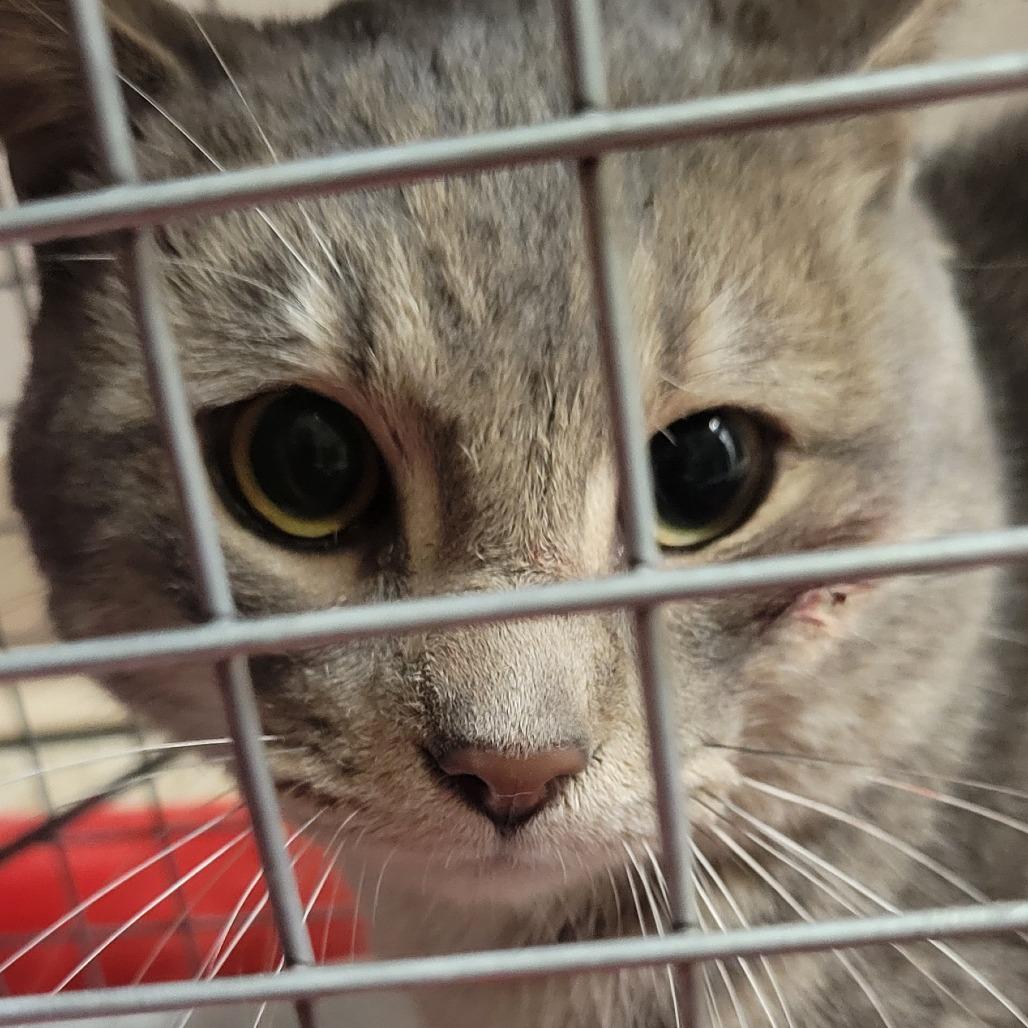 Bad Bunny — thumbnail 3