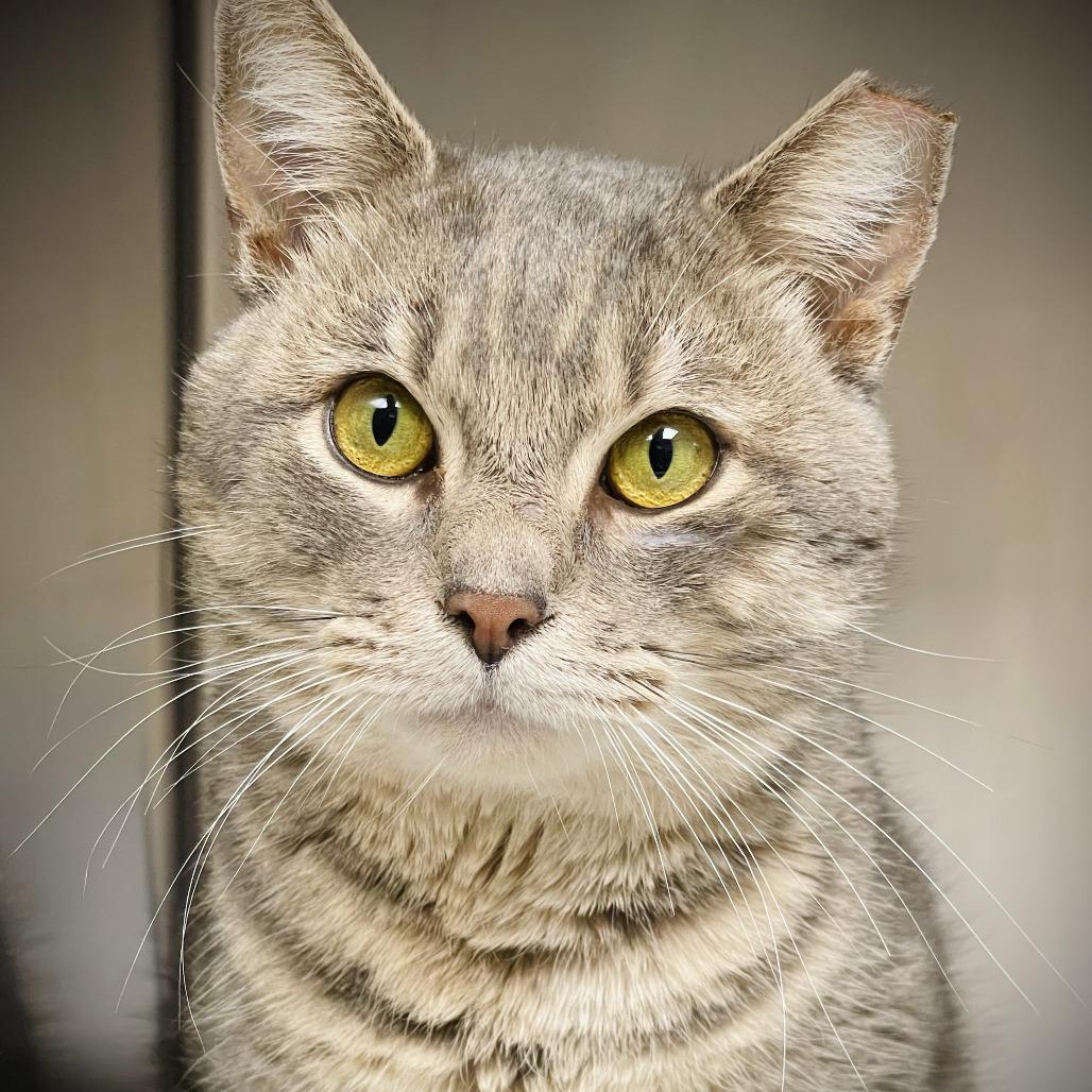 Bad Bunny — thumbnail 4