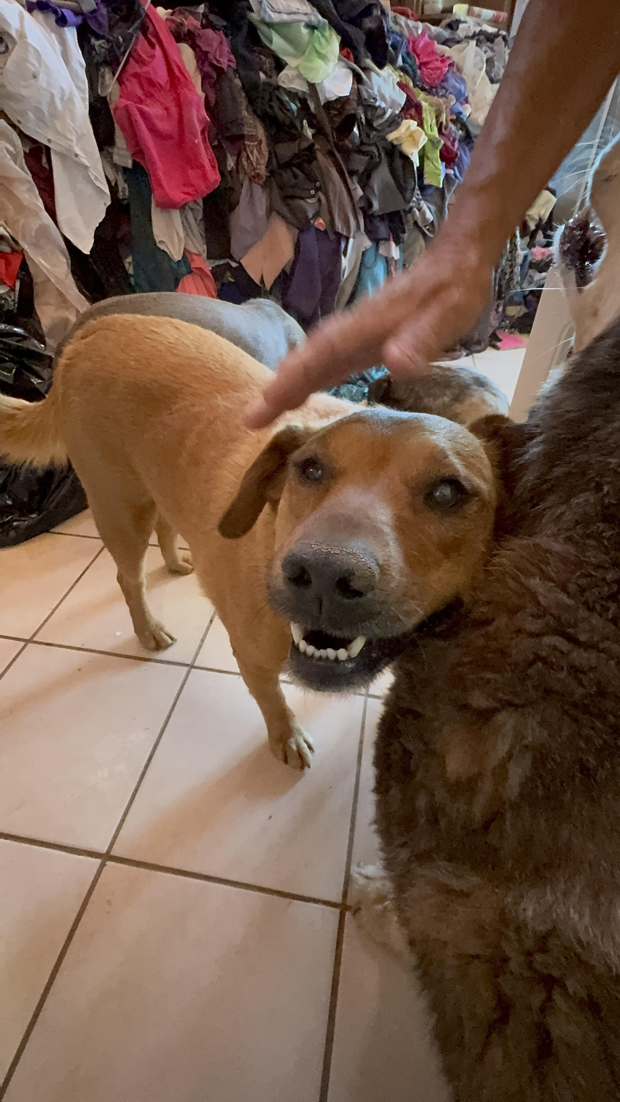 Red, Adoptable, Adult Male Rhodesian Ridgeback & Terrier.