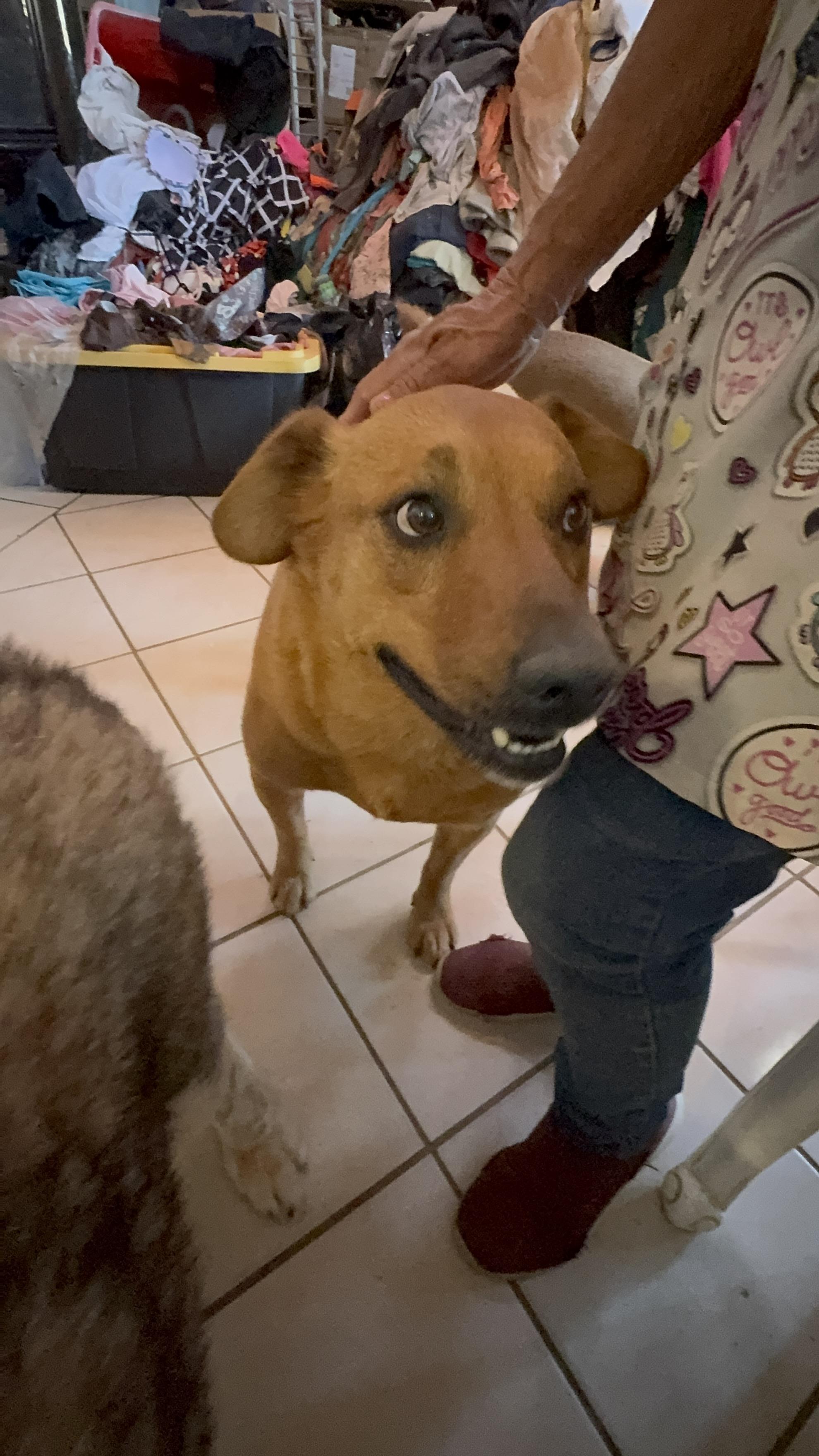 Enlarge Red, a Adoptable mixed breed in Bakersfield, CA image 2/6