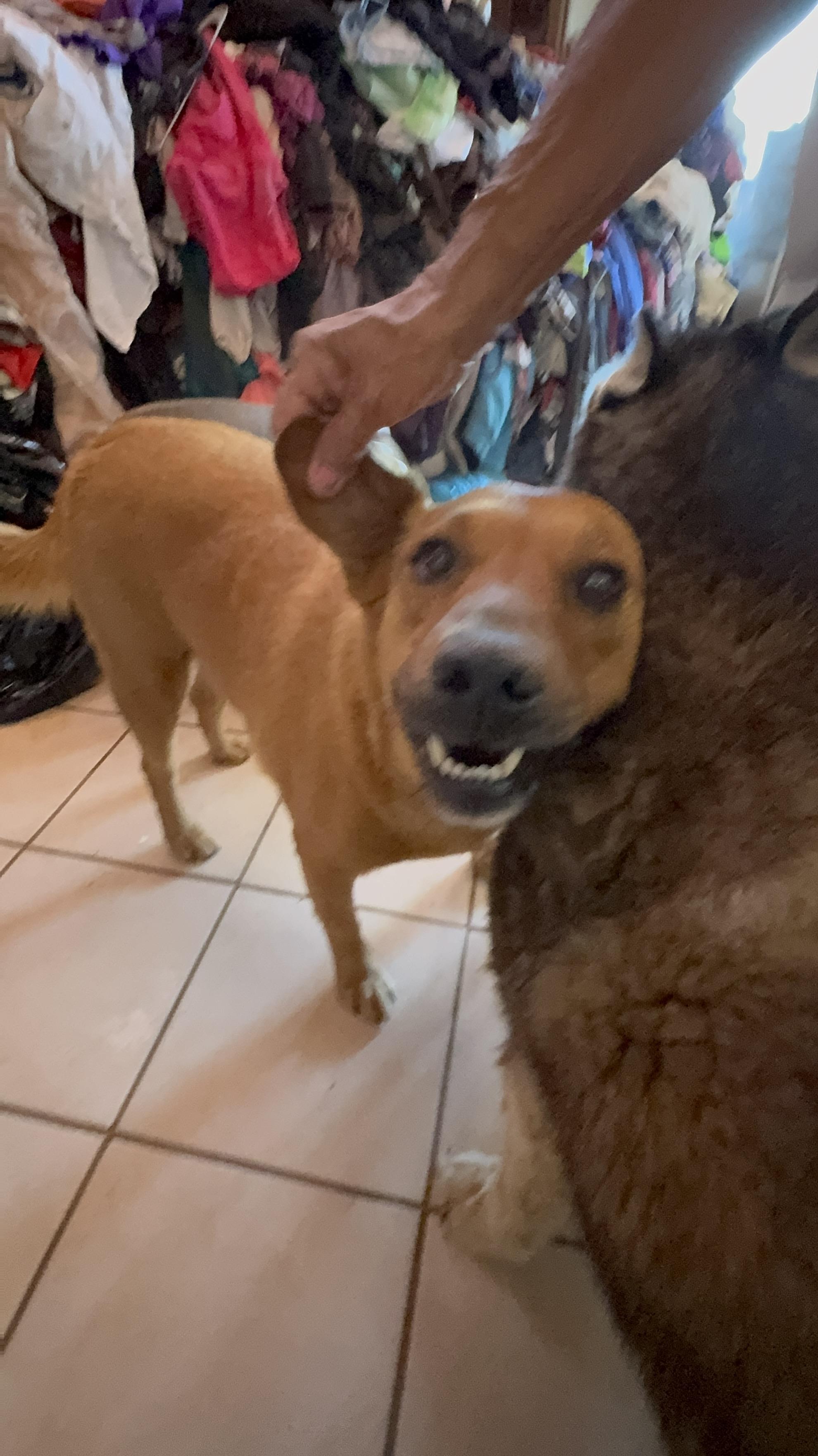 Enlarge Red, a Adoptable mixed breed in Bakersfield, CA image 3/6