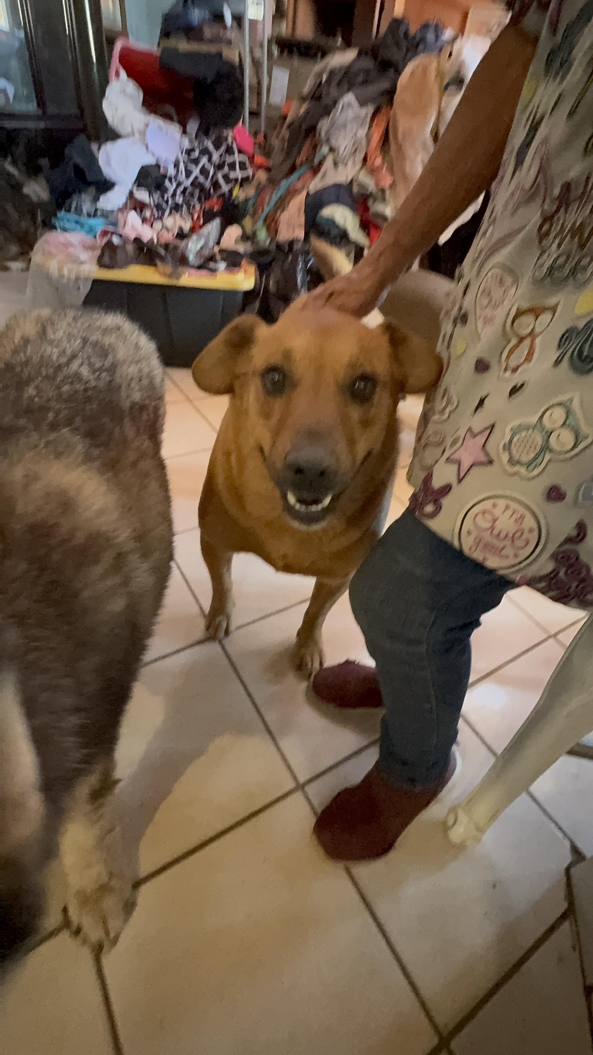Enlarge Red, a Adoptable mixed breed in Bakersfield, CA image 4/6