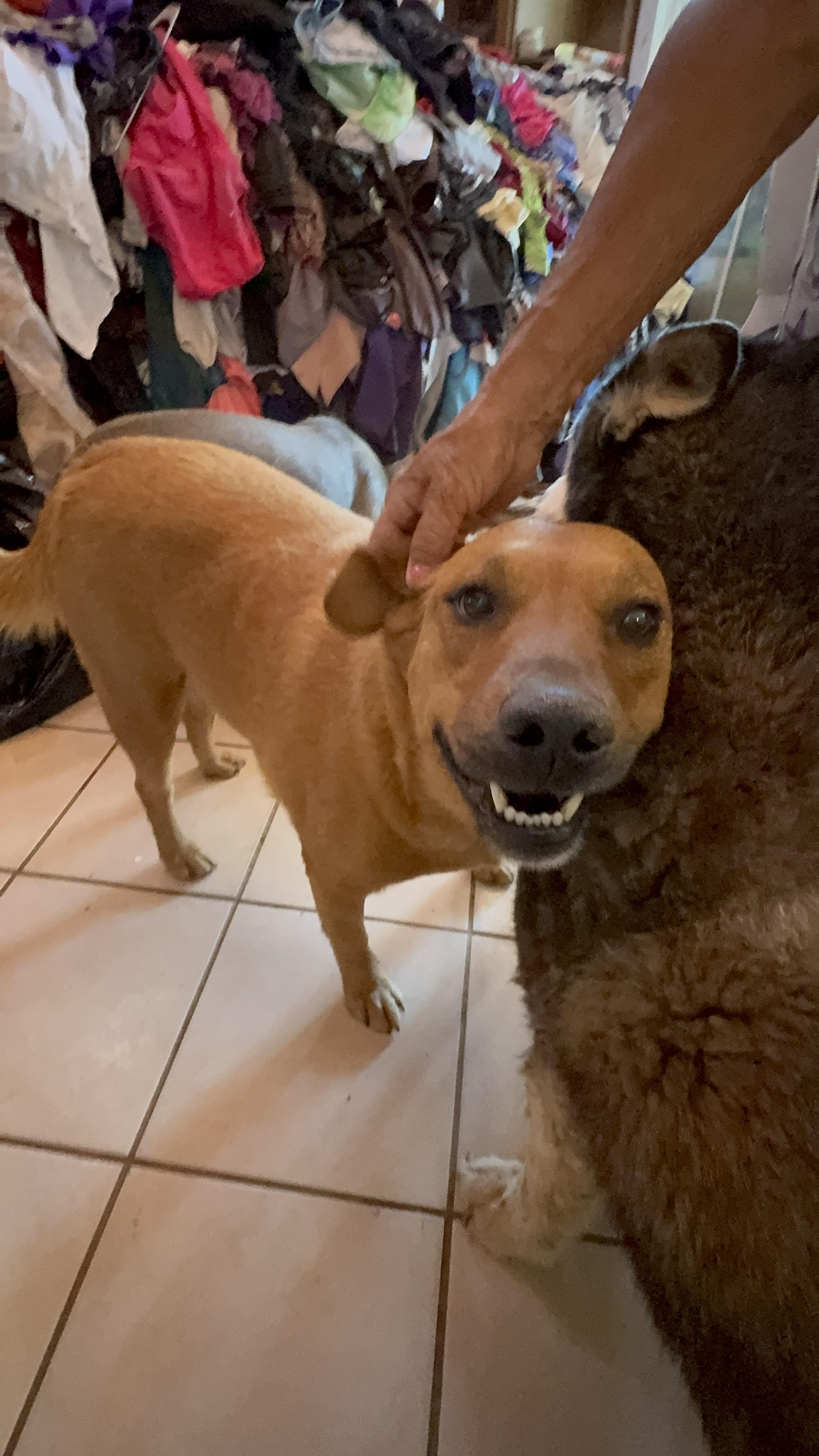 Enlarge Red, a Adoptable mixed breed in Bakersfield, CA image 5/6