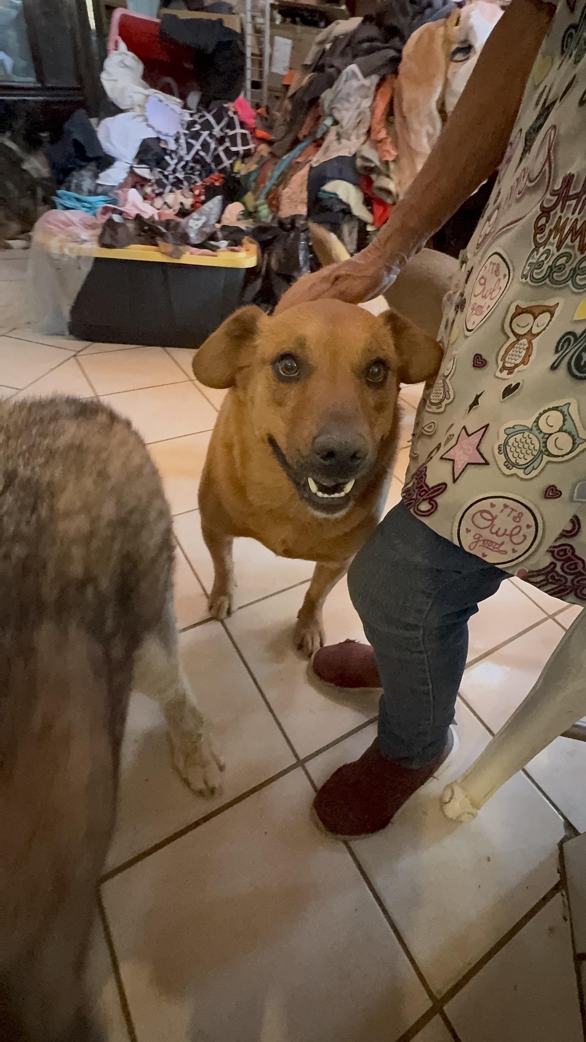 Enlarge Red, a Adoptable mixed breed in Bakersfield, CA image 6/6