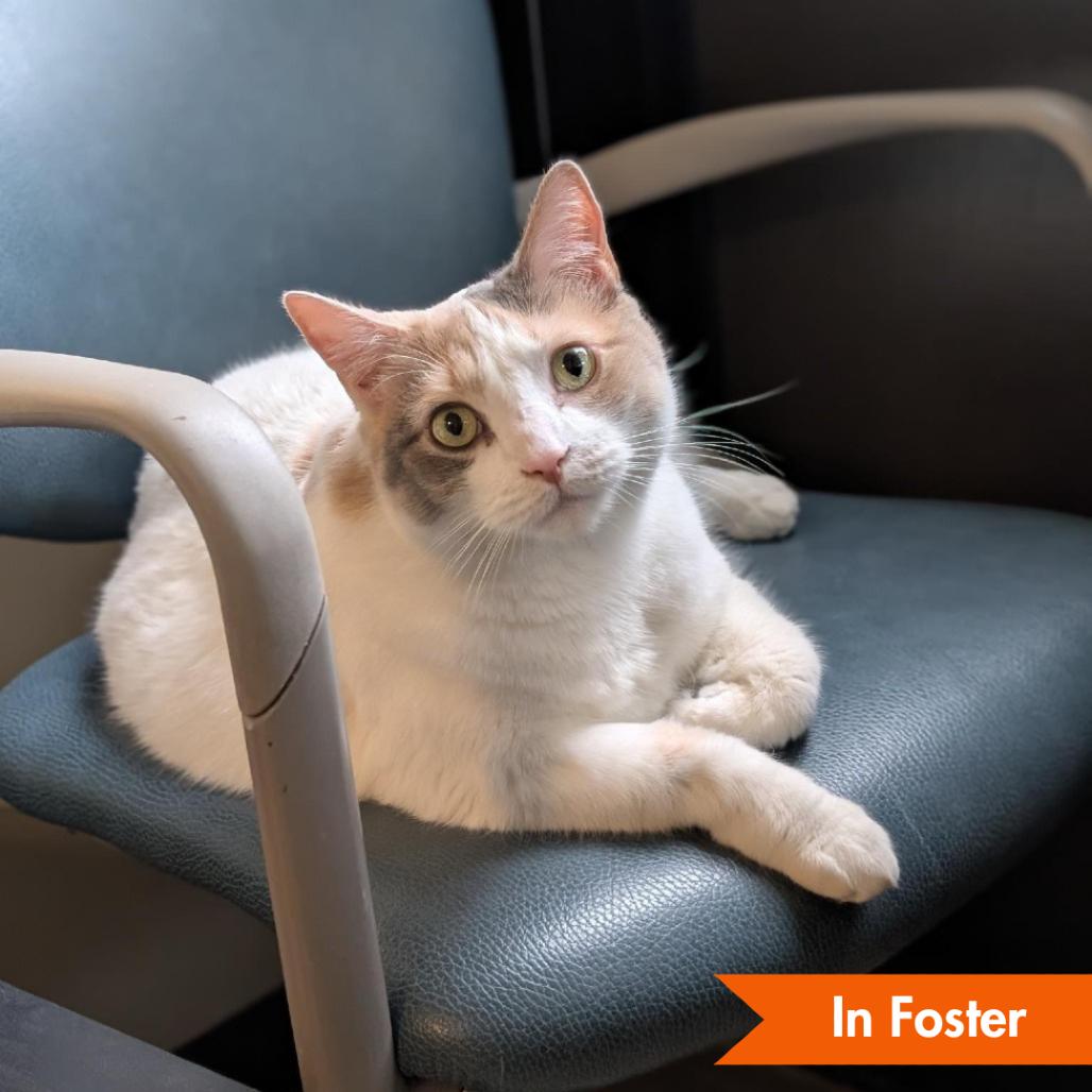 Willow, Adoptable, Adult Female Domestic Short Hair.