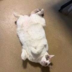 Willow, Adoptable, Adult Female Domestic Short Hair.