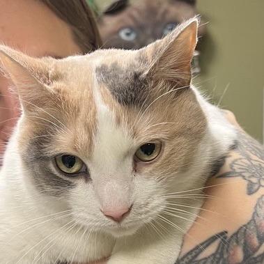 Willow, a Adoptable Domestic Short Hair in Baltimore, MD image 2/6