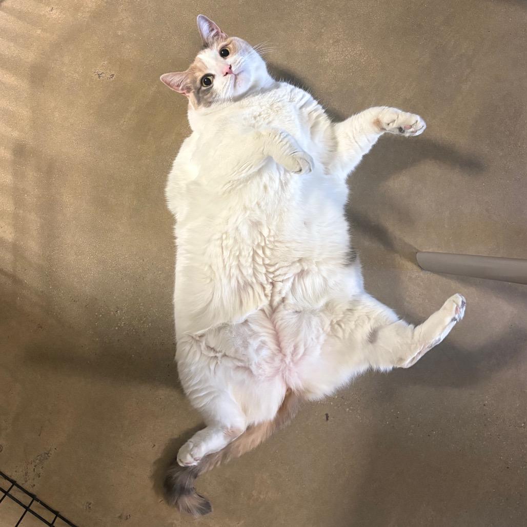 Willow, a Adoptable Domestic Short Hair in Baltimore, MD image 4/6