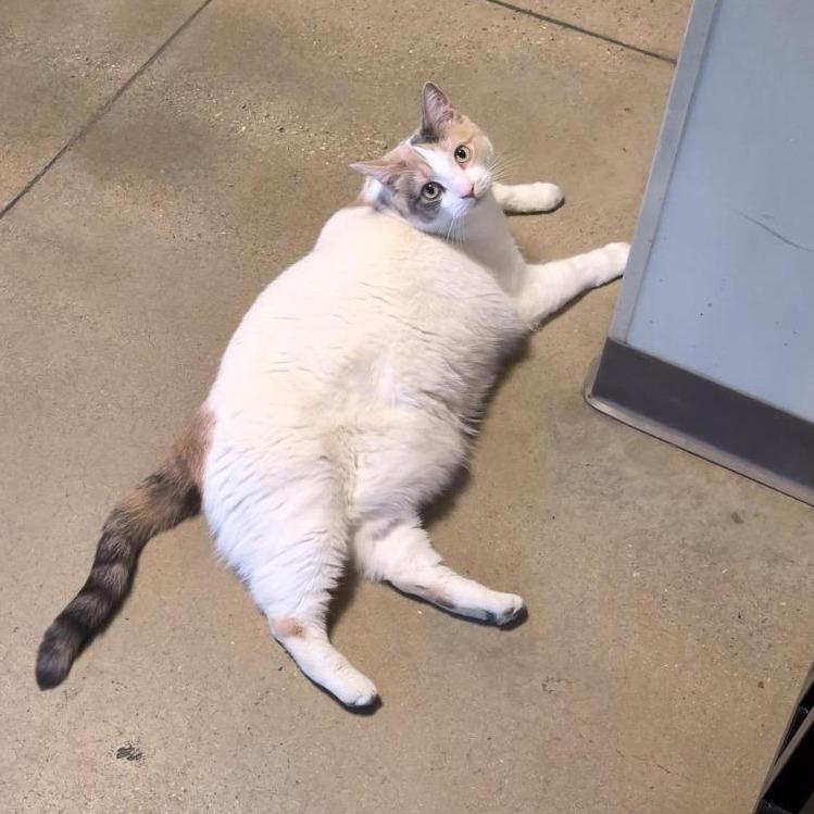 Willow, a Adoptable Domestic Short Hair in Baltimore, MD image 5/6