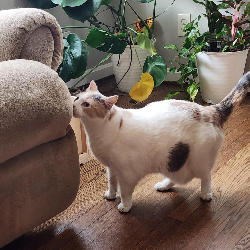 Willow, a Adoptable Domestic Short Hair in Baltimore, MD image 6/6