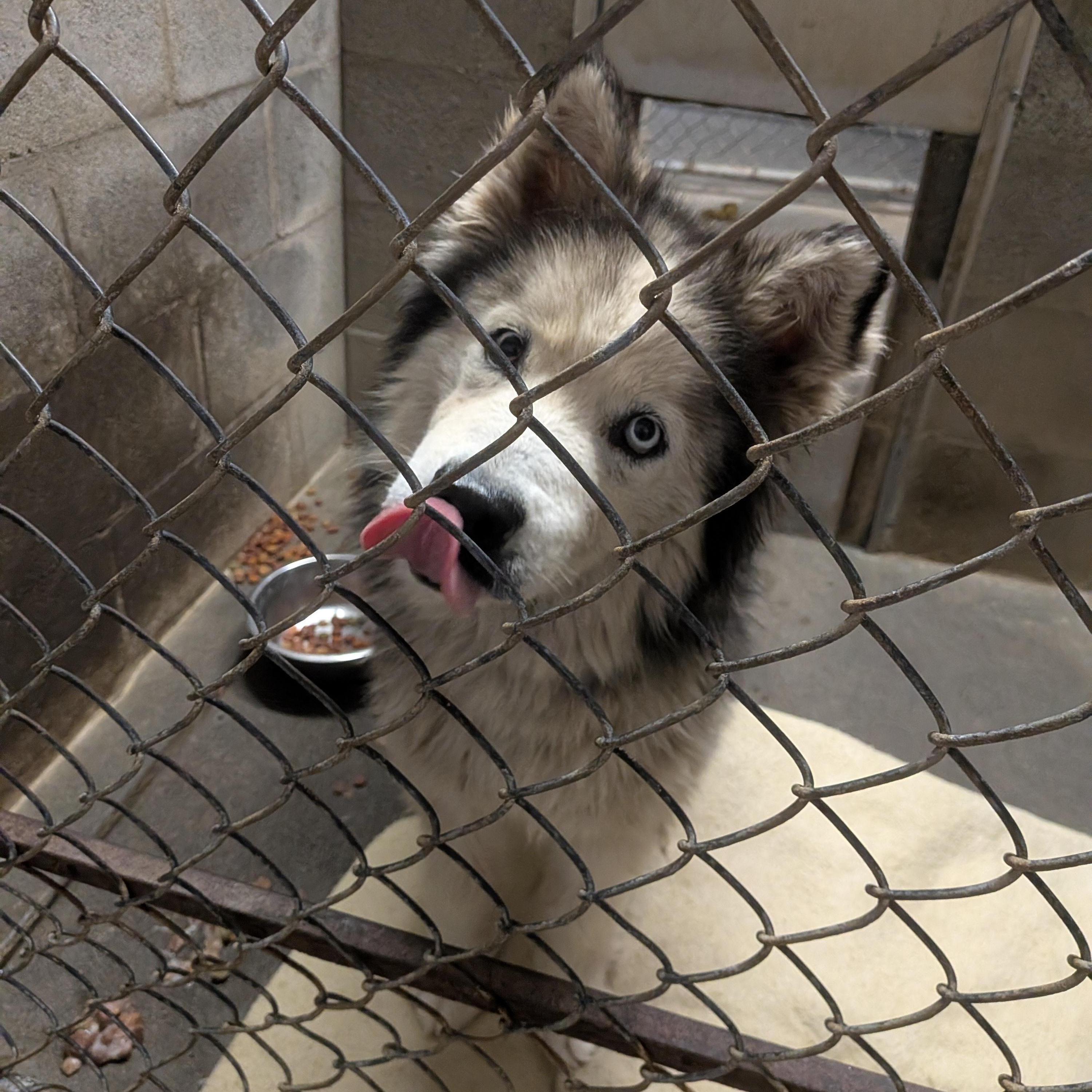 Nina, adopted, Adult Female Husky.