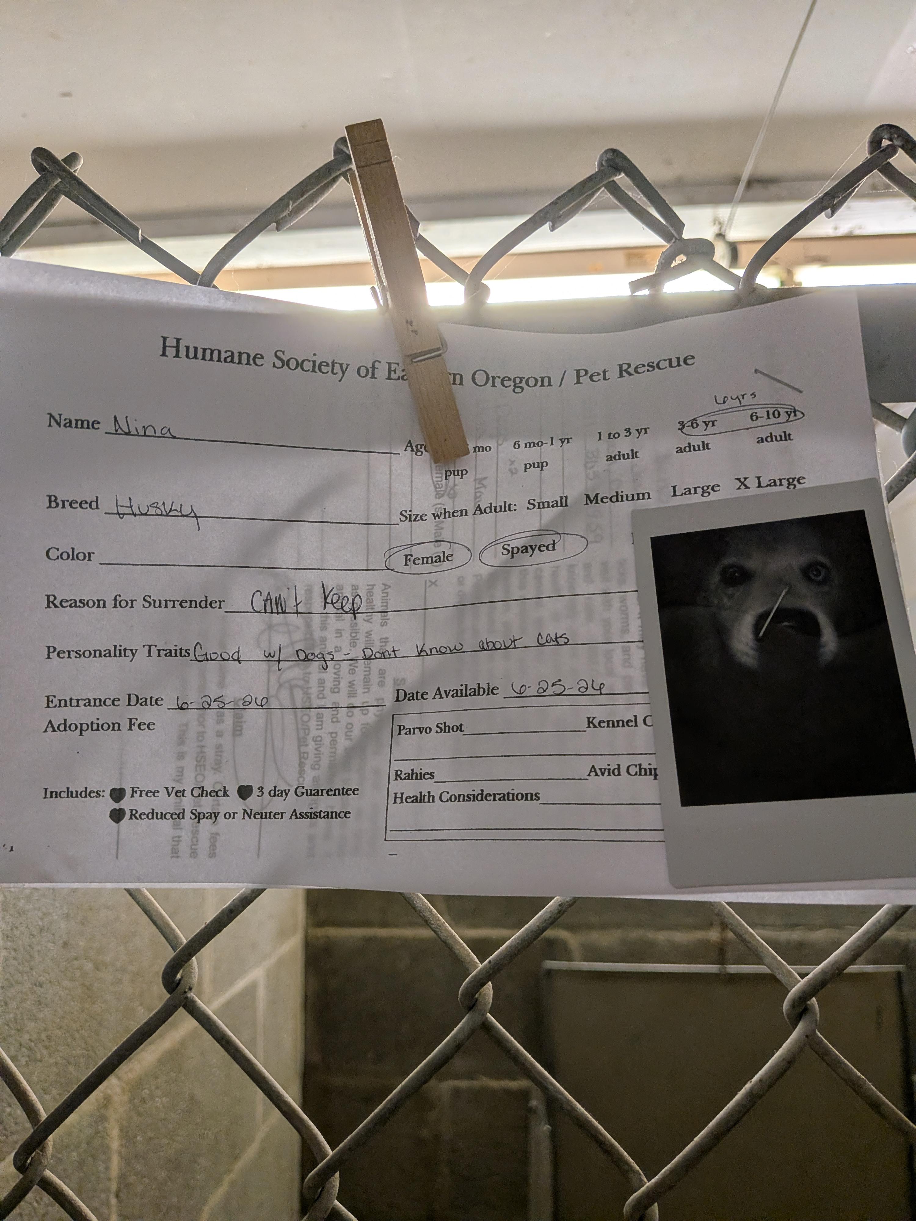 Enlarge Nina, an adopted mixed breed in Hermiston, OR image 2/3