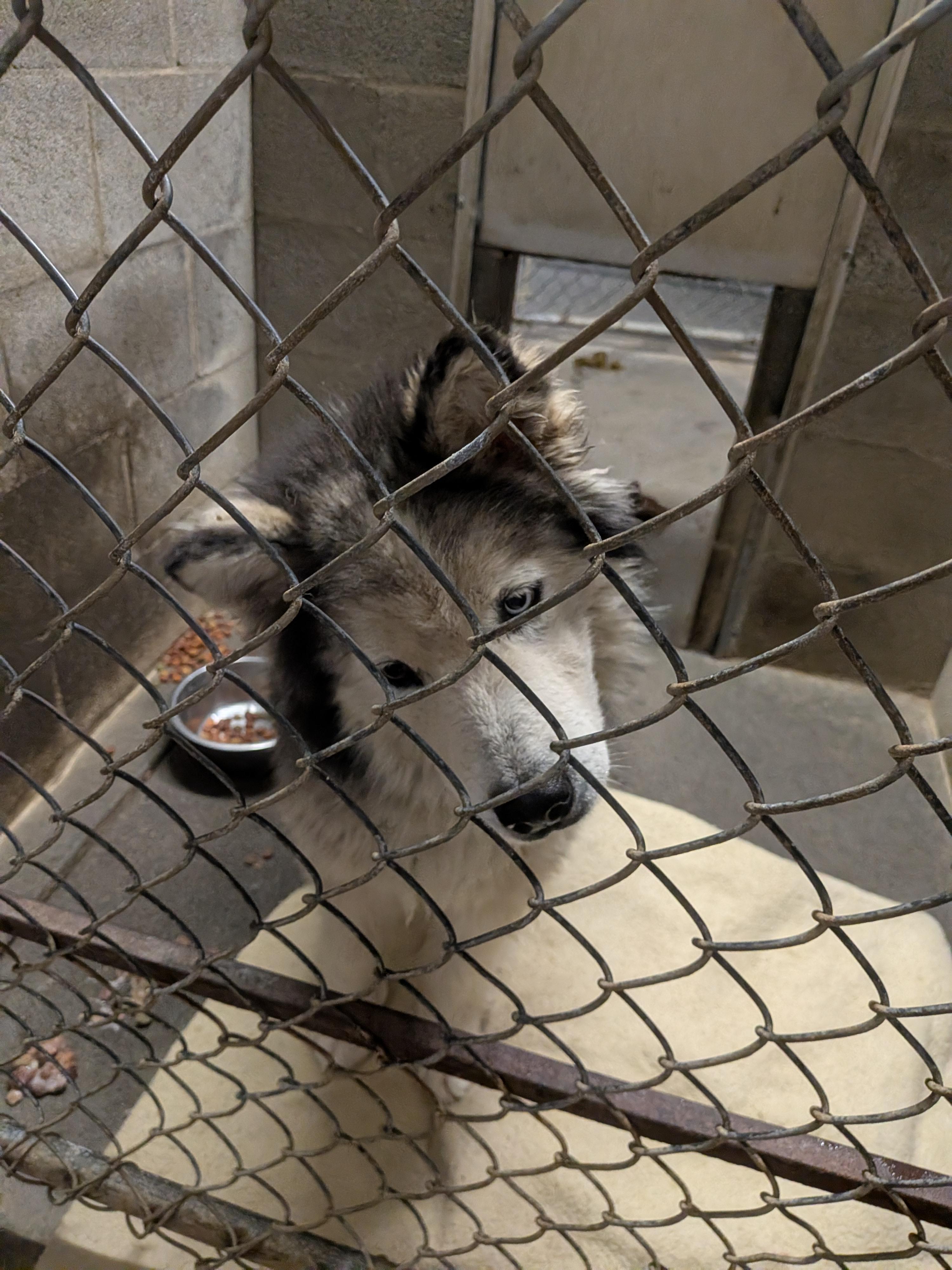 Enlarge Nina, an adopted mixed breed in Hermiston, OR image 3/3