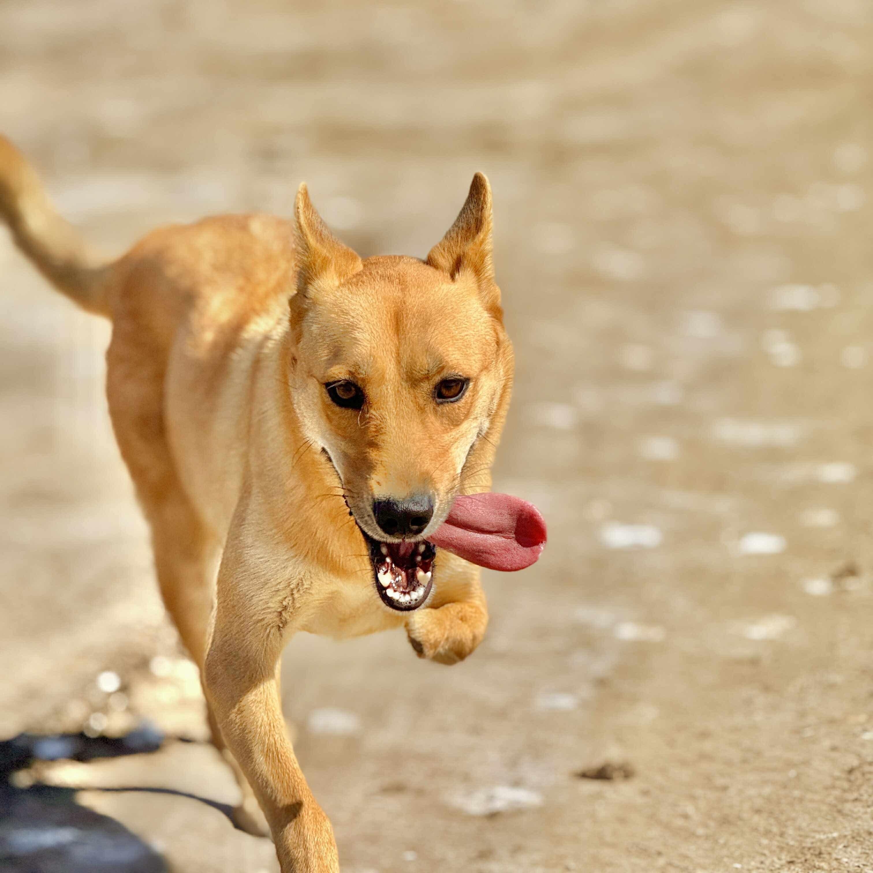 Hidari, a Adoptable mixed breed in San Diego, CA image 1/3