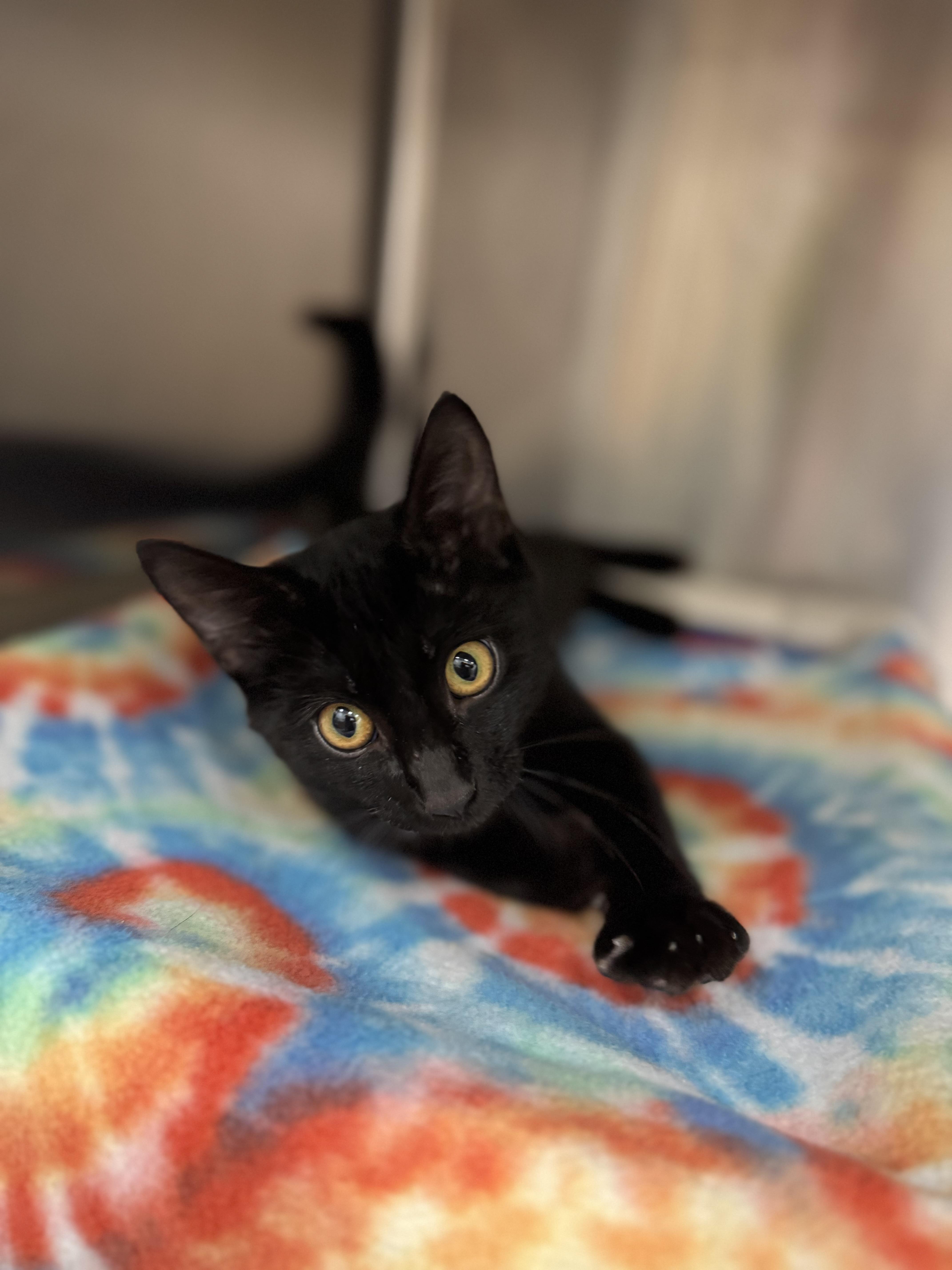 Lester, Adoptable, Young Male Domestic Short Hair.