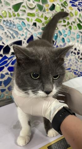 MINDY, Adoptable, Adult Female Domestic Short Hair.