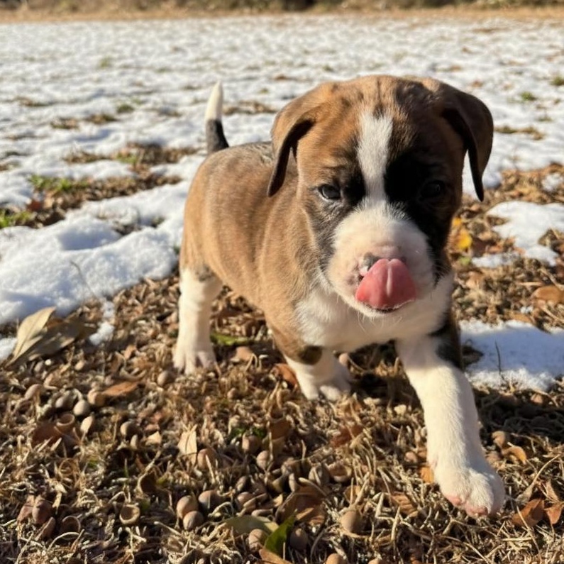 Twix, Adoptable, Puppy Male Mixed Breed.