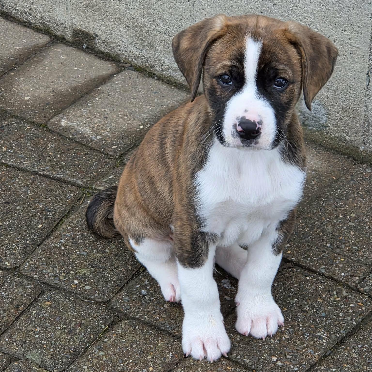 Twix, adopted, Puppy Male Mixed Breed.