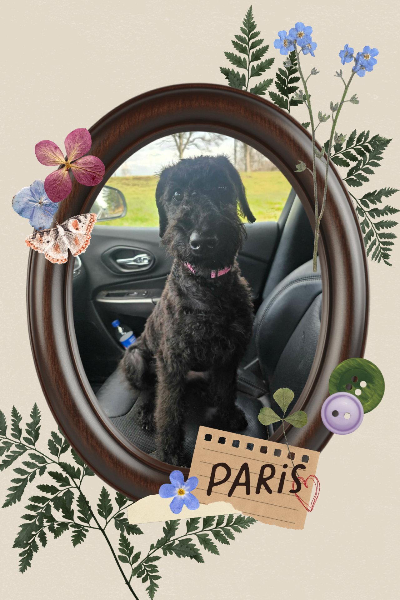 Enlarge Paris/Bella, a Adopted mixed breed in Walnutport, PA image 1/1