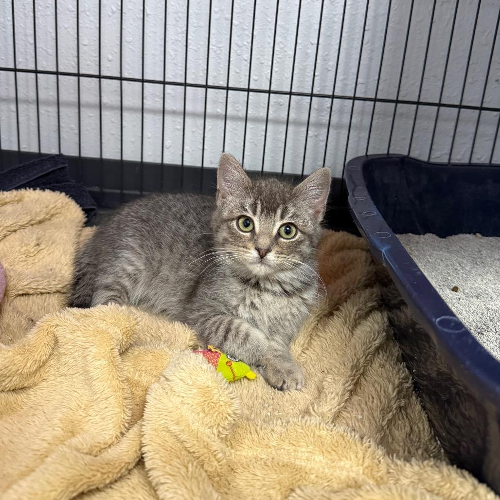 Inez, Adoptable, Kitten Male Domestic Short Hair.