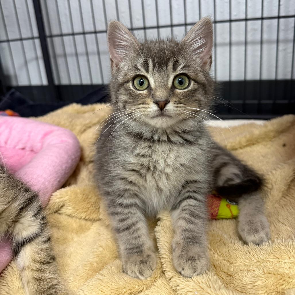 Enlarge Inez, a Adoptable Domestic Short Hair in Chaska, MN image 2/4