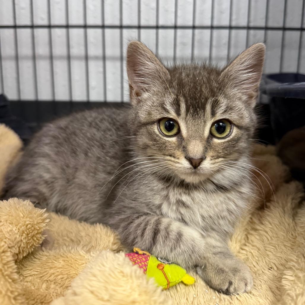 Enlarge Inez, a Adoptable Domestic Short Hair in Chaska, MN image 3/4