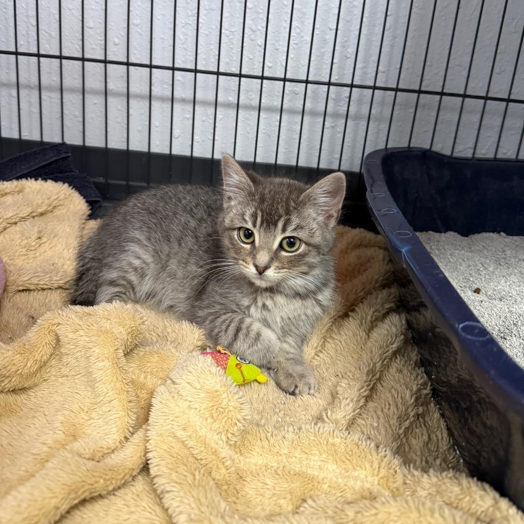 Enlarge Inez, a Adoptable Domestic Short Hair in Chaska, MN image 4/4