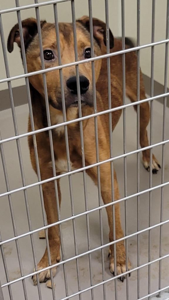 Enlarge BasBas  *Sponsored Adoption, a Adoptable Hound in Christiansburg, VA image 1/3