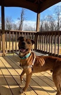 Enlarge BasBas  *Sponsored Adoption, a Adoptable Hound in Christiansburg, VA image 1/3
