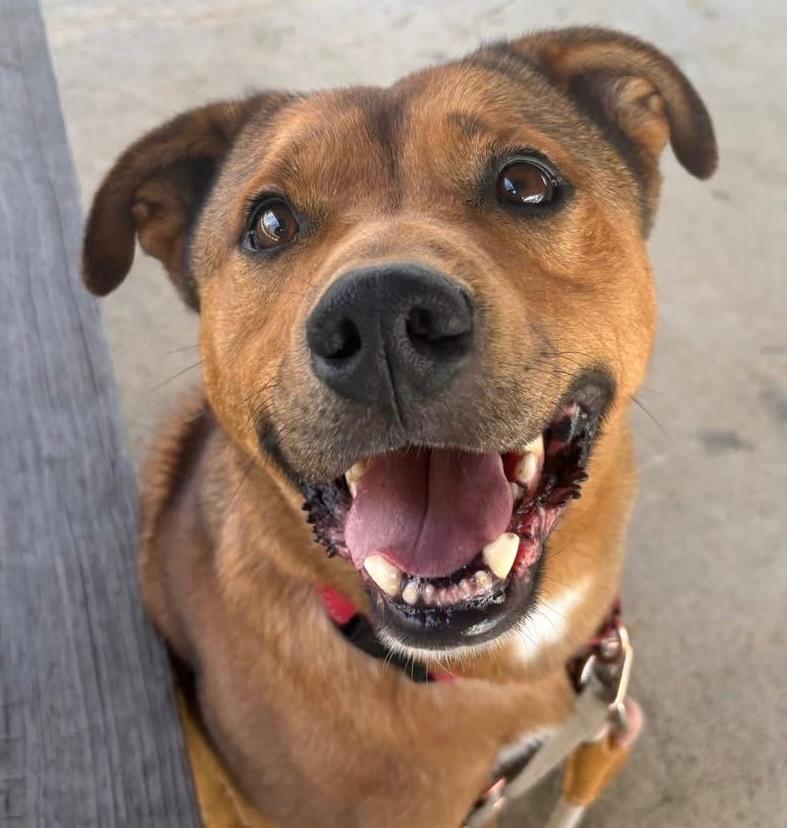 Enlarge BasBas  *Sponsored Adoption, a Adoptable Hound in Christiansburg, VA image 2/3