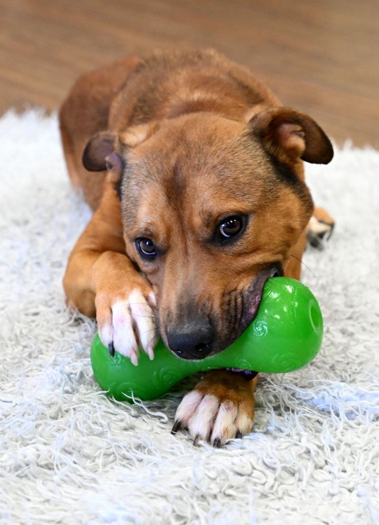 Enlarge BasBas  *Sponsored Adoption, a Adoptable Hound in Christiansburg, VA image 3/3