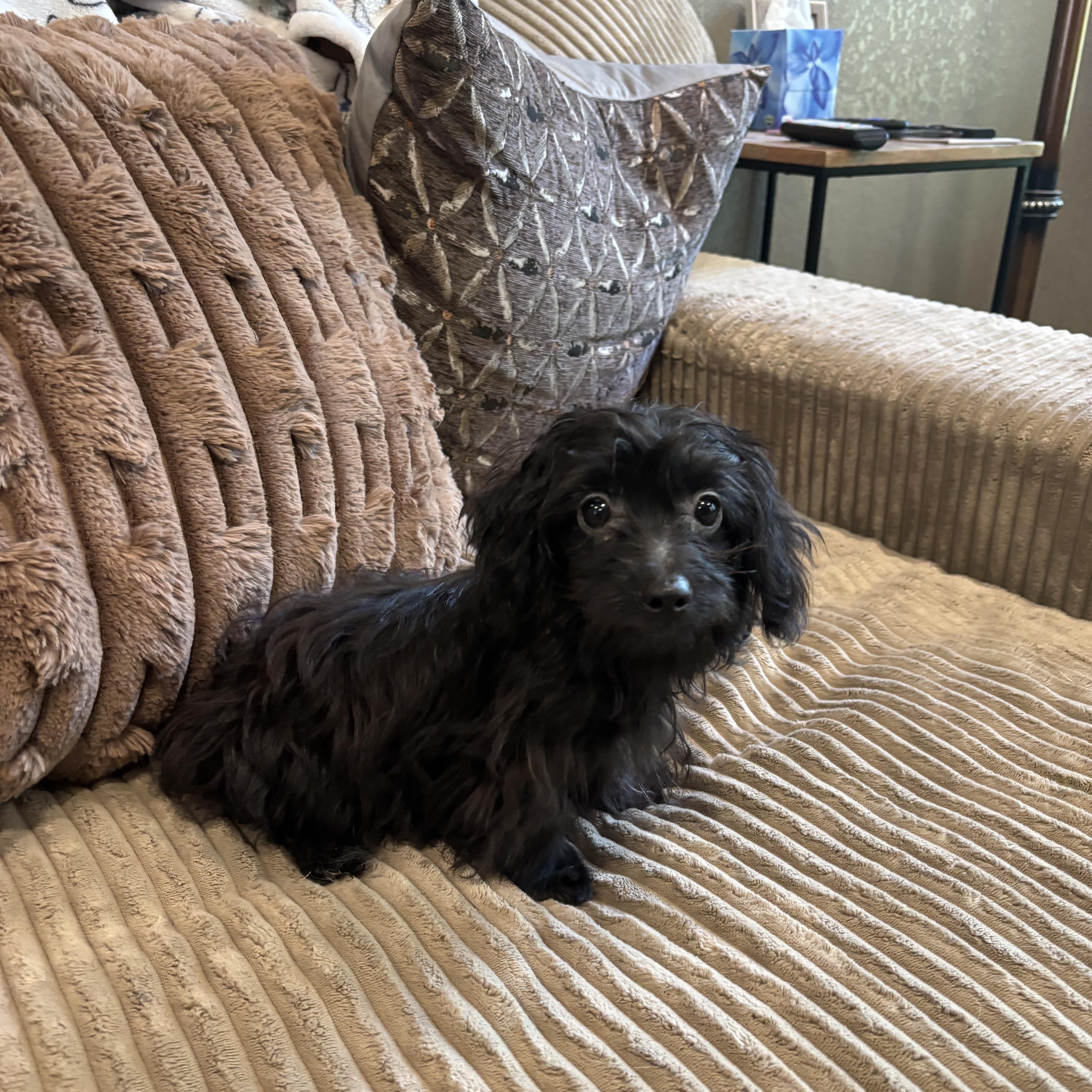 Moose, adopted, Puppy Male Yorkshire Terrier & Dachshund (Long Haired).