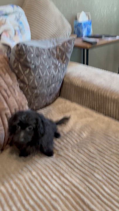 Enlarge Moose, an adopted mixed breed in Rowlett, TX video 3/4