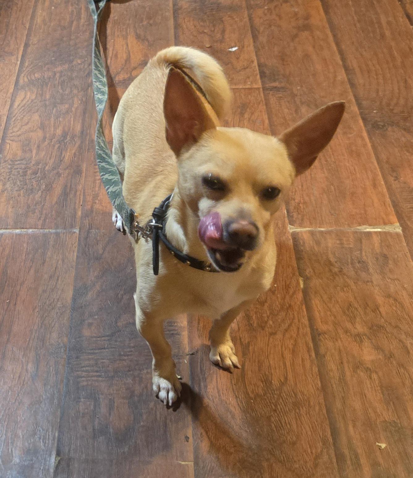 Enlarge Percy, a Adoptable mixed breed in Suffolk, VA image 1/5