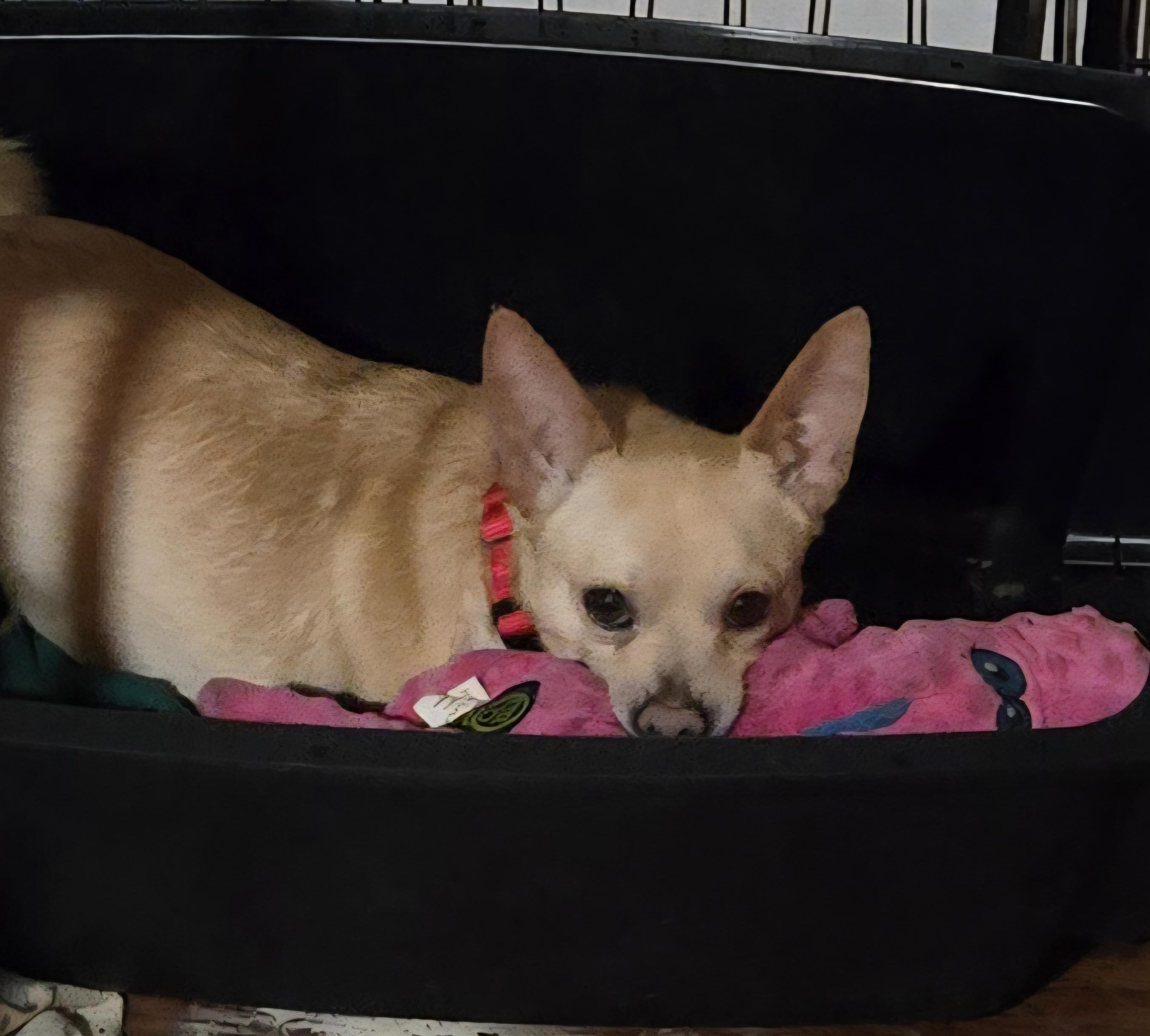 Enlarge Percy, a Adoptable mixed breed in Suffolk, VA image 2/5