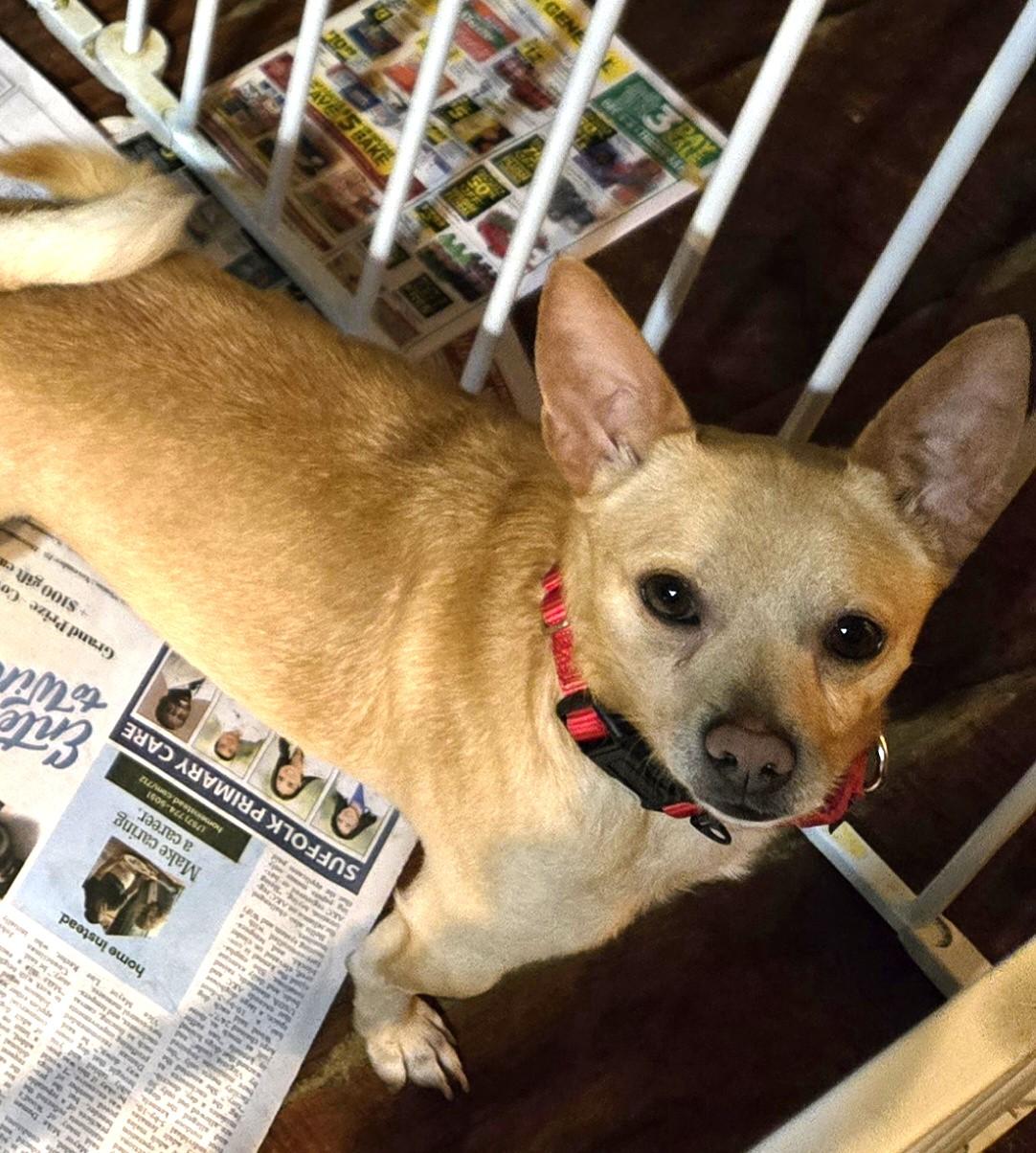 Enlarge Percy, a Adoptable mixed breed in Suffolk, VA image 3/5