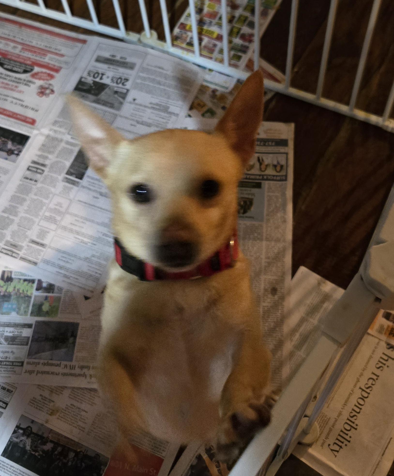 Enlarge Percy, a Adoptable mixed breed in Suffolk, VA image 4/5