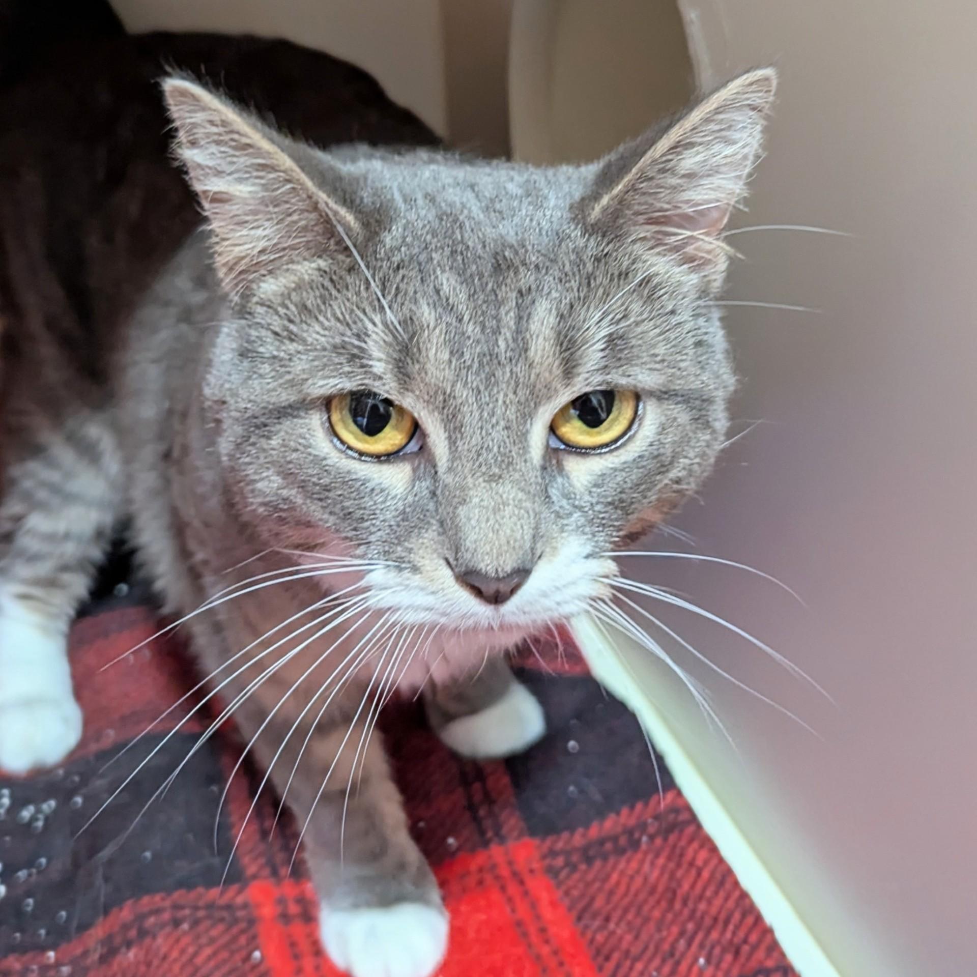 Crescent, an adoptable Domestic Short Hair in Victor, NY, 14564 | Photo Image 1