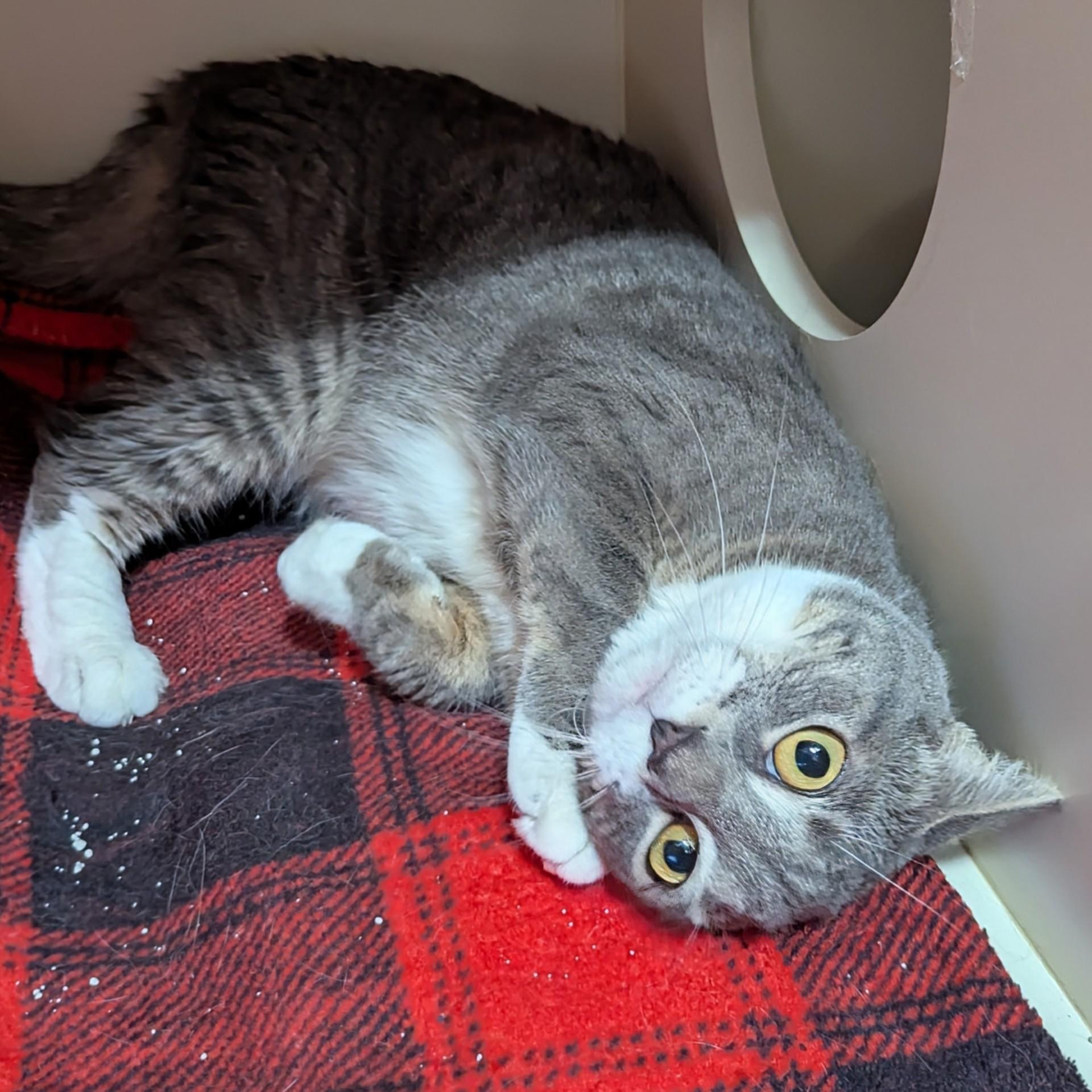 Crescent, an adoptable Domestic Short Hair in Victor, NY, 14564 | Photo Image 3