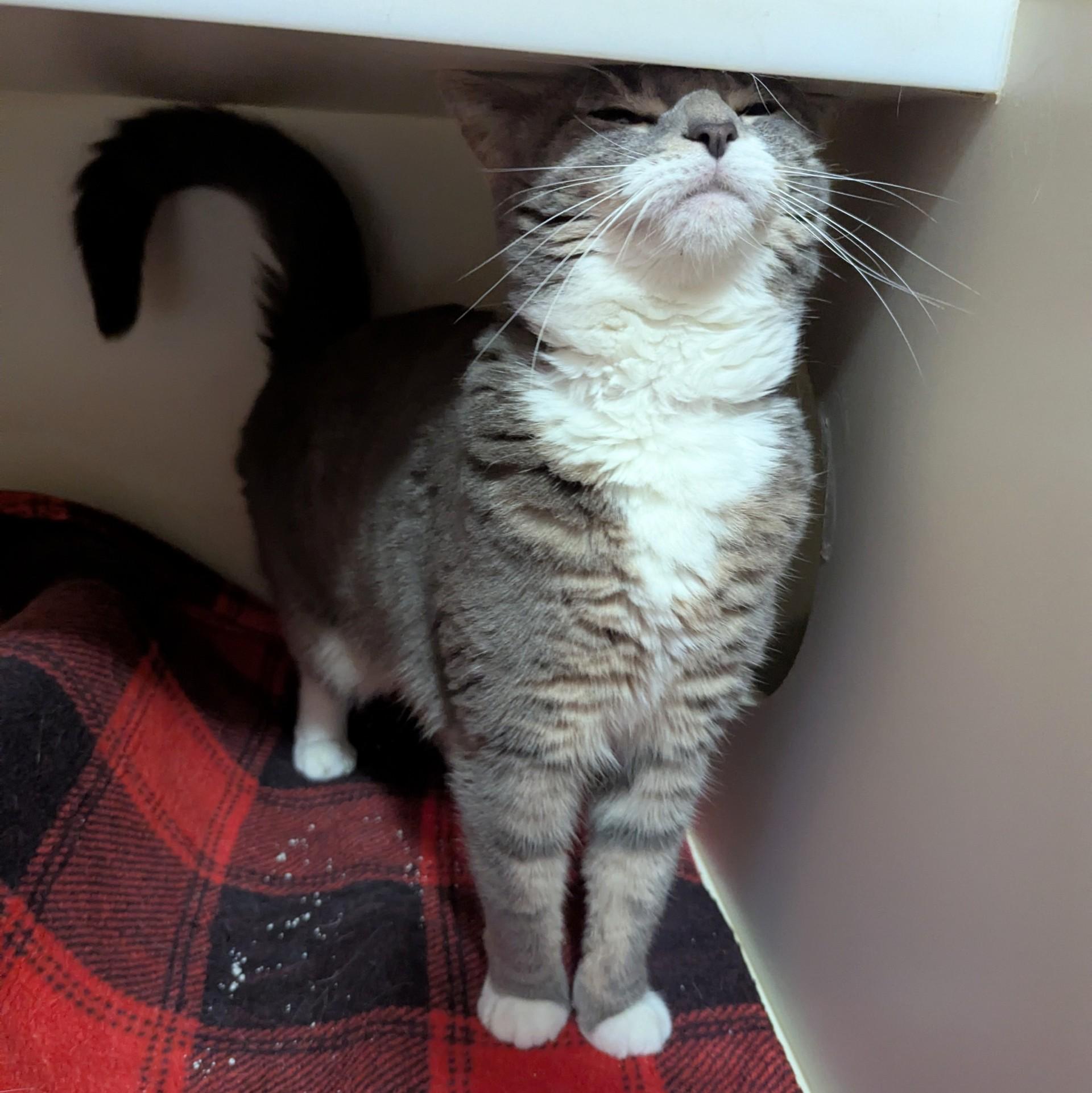Crescent, an adoptable Domestic Short Hair in Victor, NY, 14564 | Photo Image 2