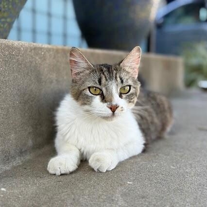 Turkish Angora Cats for Adoption: Find Your Perfect Feline Friend