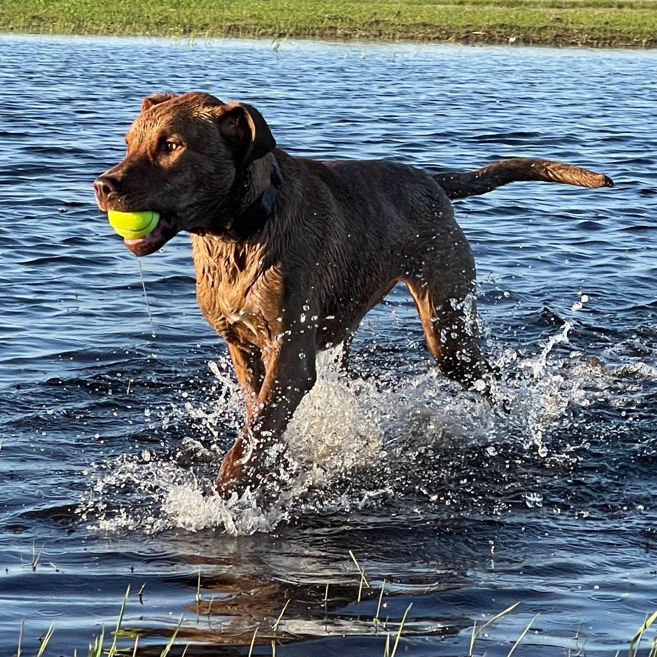 Enlarge Landrey, a Adoptable Labrador Retriever in Grand Forks, ND image 2/6