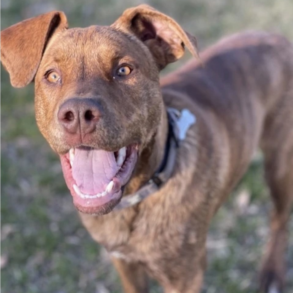 Enlarge Landrey, a Adoptable Labrador Retriever in Grand Forks, ND image 3/6